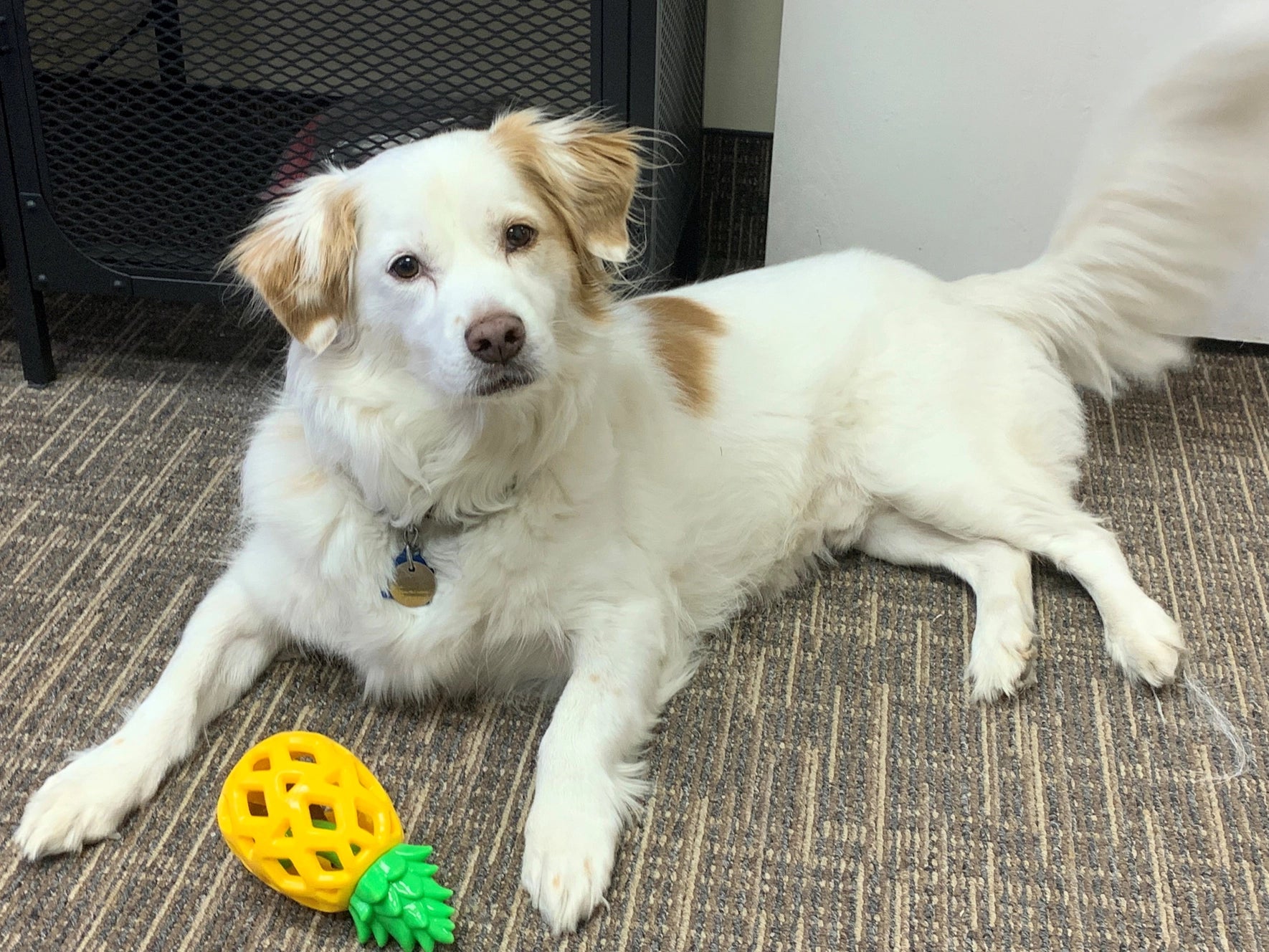 Steel Dog Slow Treater Pineapple