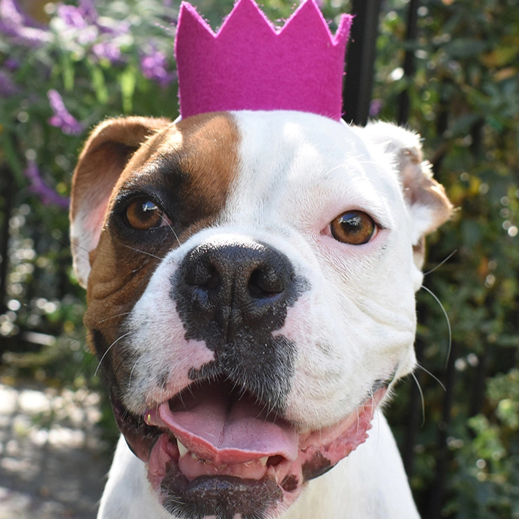 ModernBeast Party Beast Crown