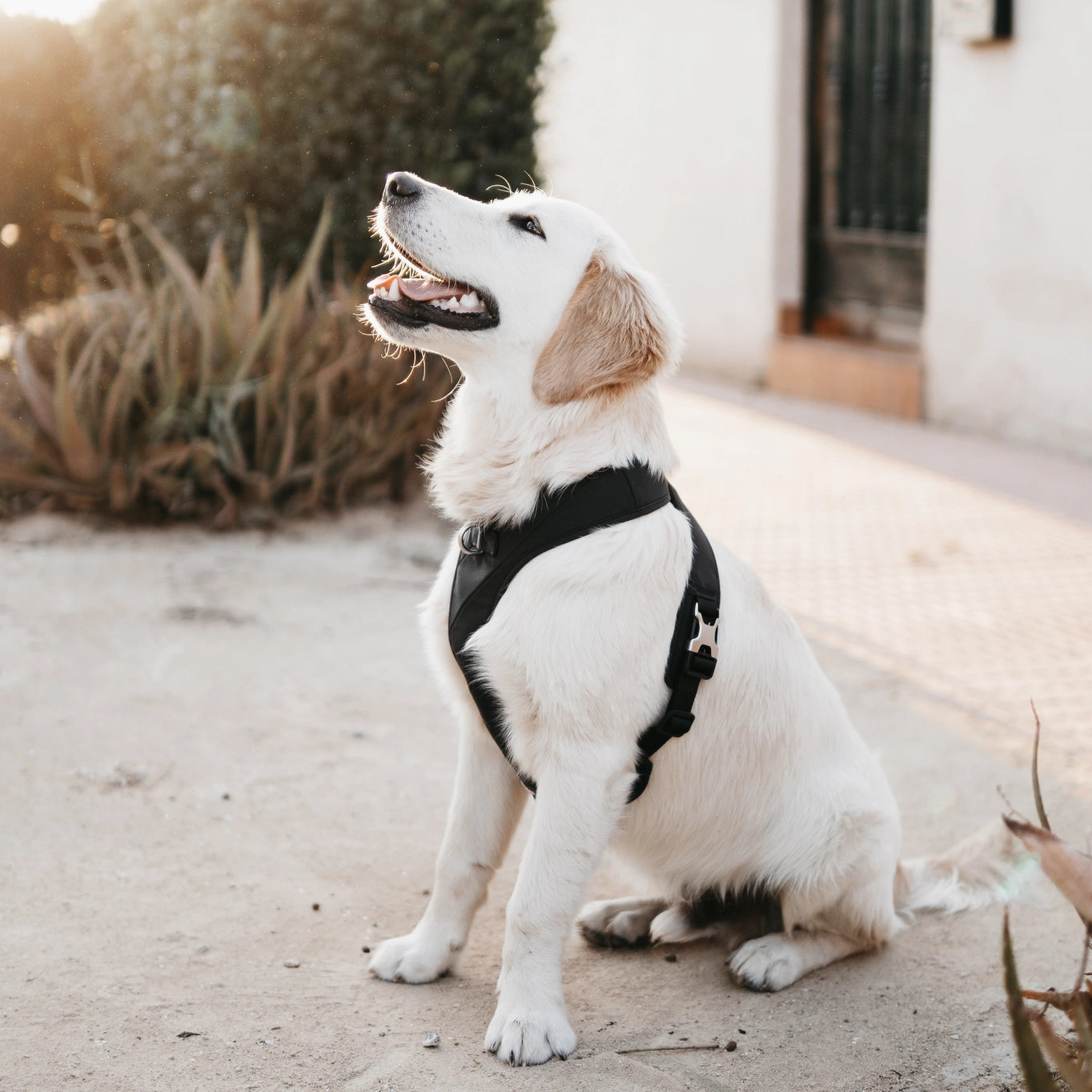 Roam Luxe Dog Harness