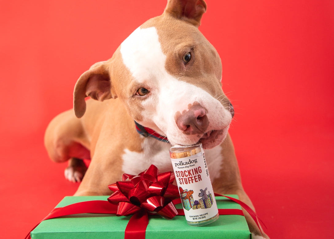 Dog with a gift box and a can of pet food against a red background