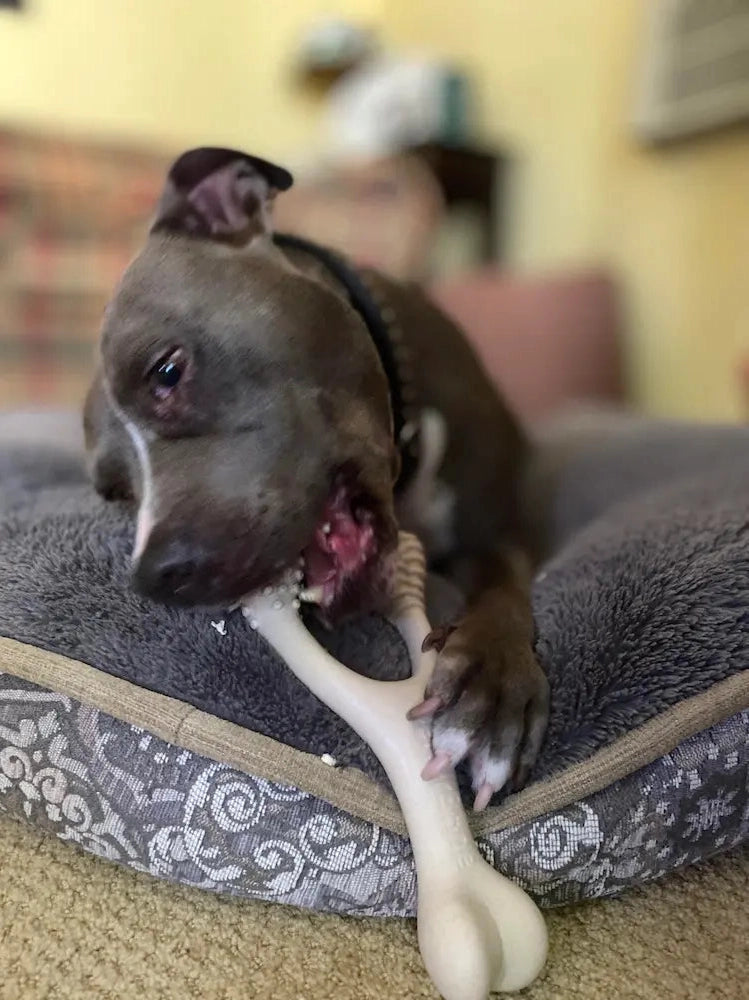 Betterbone