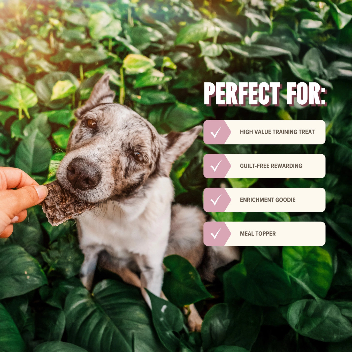 Ryōken Instinct Lamb Mini Training Treats For Dogs