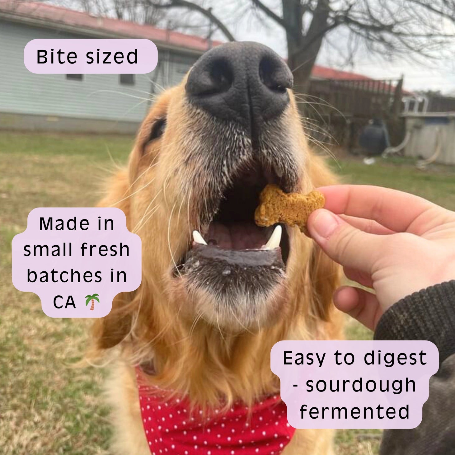 Sour Dog The OG - Sweet Potato Sourdough Dog Treats