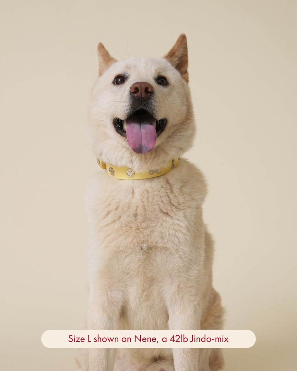 Dear Deuce The Social Butterfly Collar