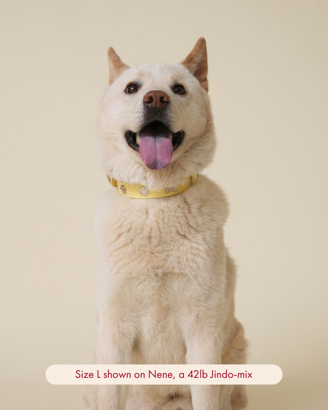 Dear Deuce The Social Butterfly Collar