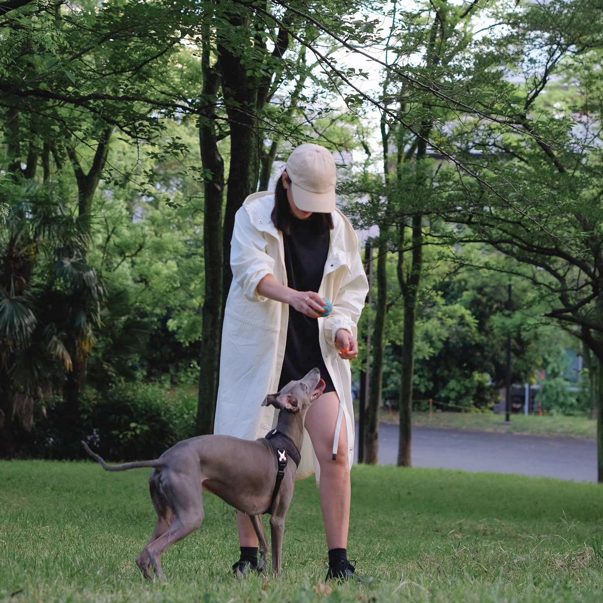 Roam Luxe Dog Harness