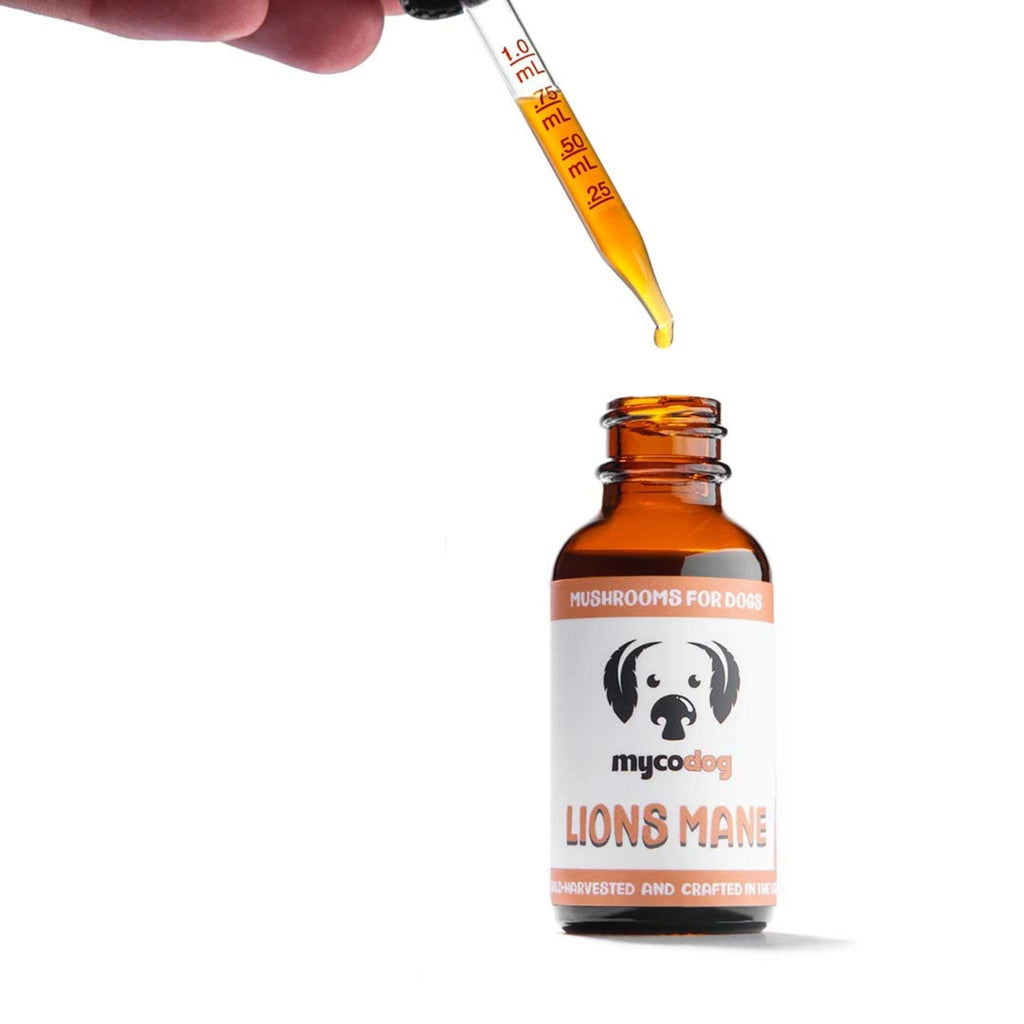 Mycodog Lions Mane Mushroom Tincture For Dogs | Cognitive Support