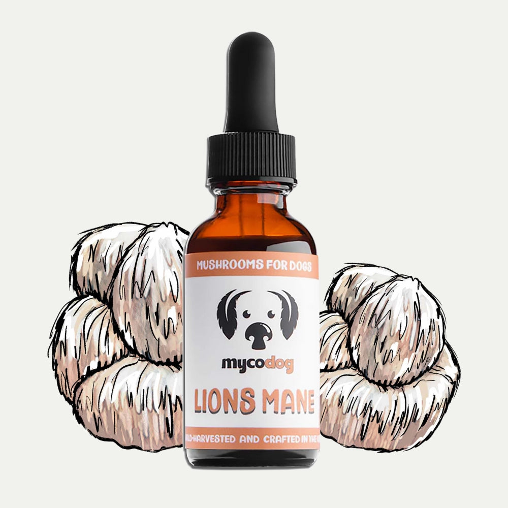 Mycodog Lions Mane Mushroom Tincture For Dogs | Cognitive Support