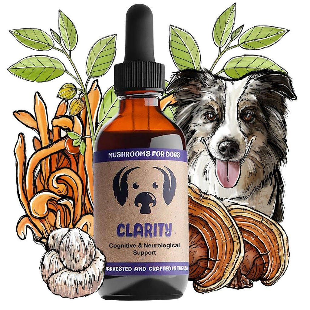 Mycodog Clarity – Mushroom Tincture For Dogs | Cognitive Support