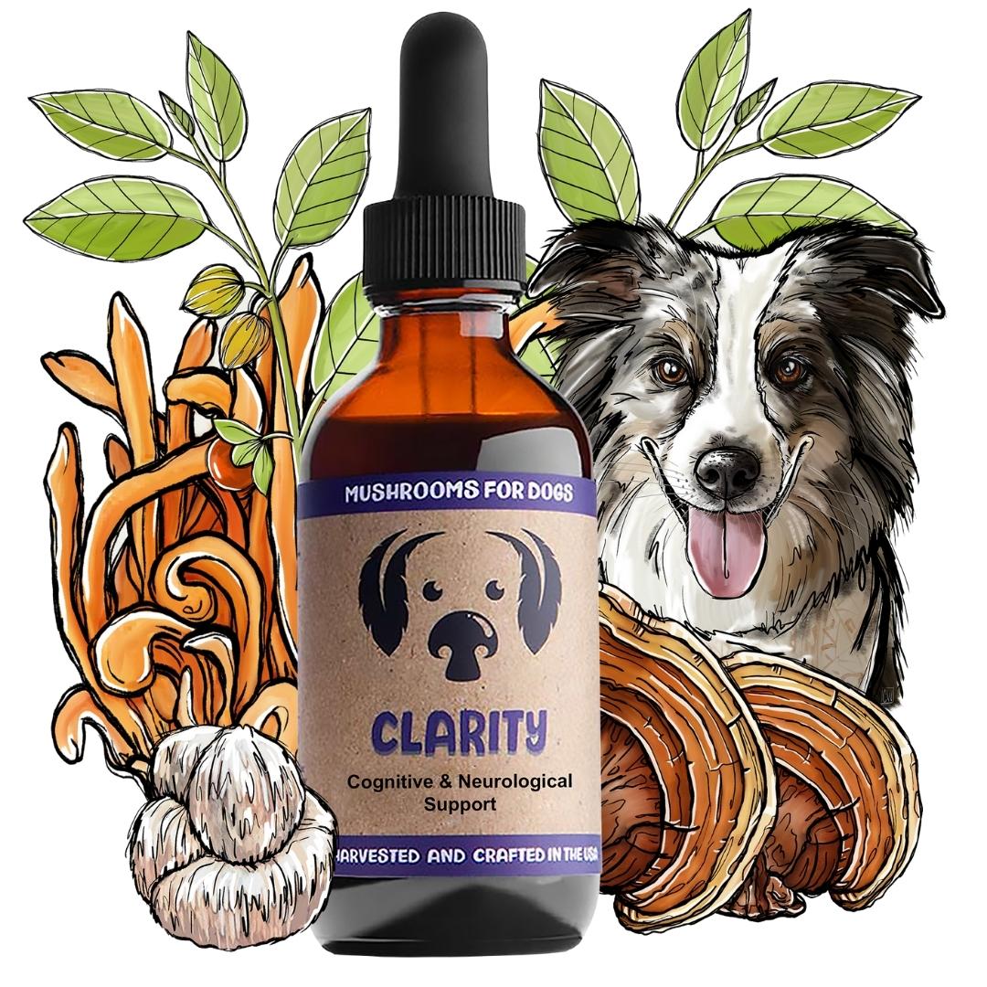 Mycodog Clarity – Mushroom Tincture For Dogs | Cognitive Support