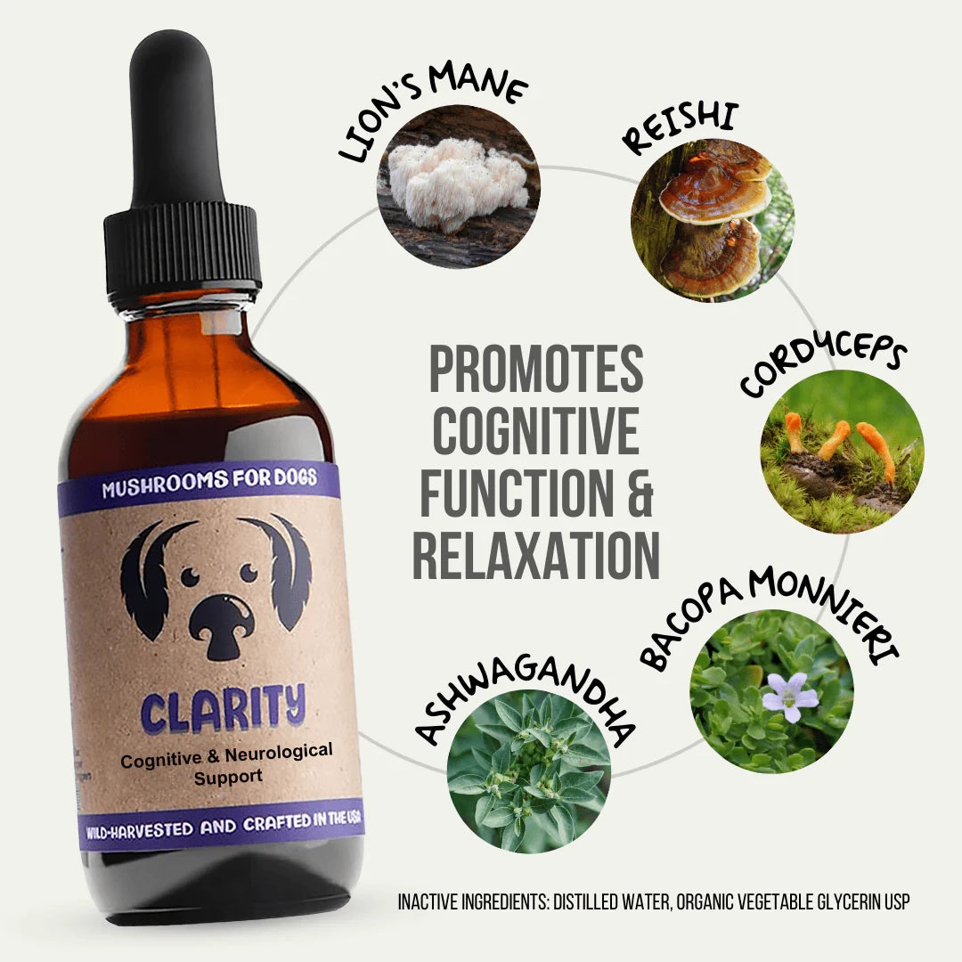Mycodog Clarity – Mushroom Tincture For Dogs | Cognitive Support