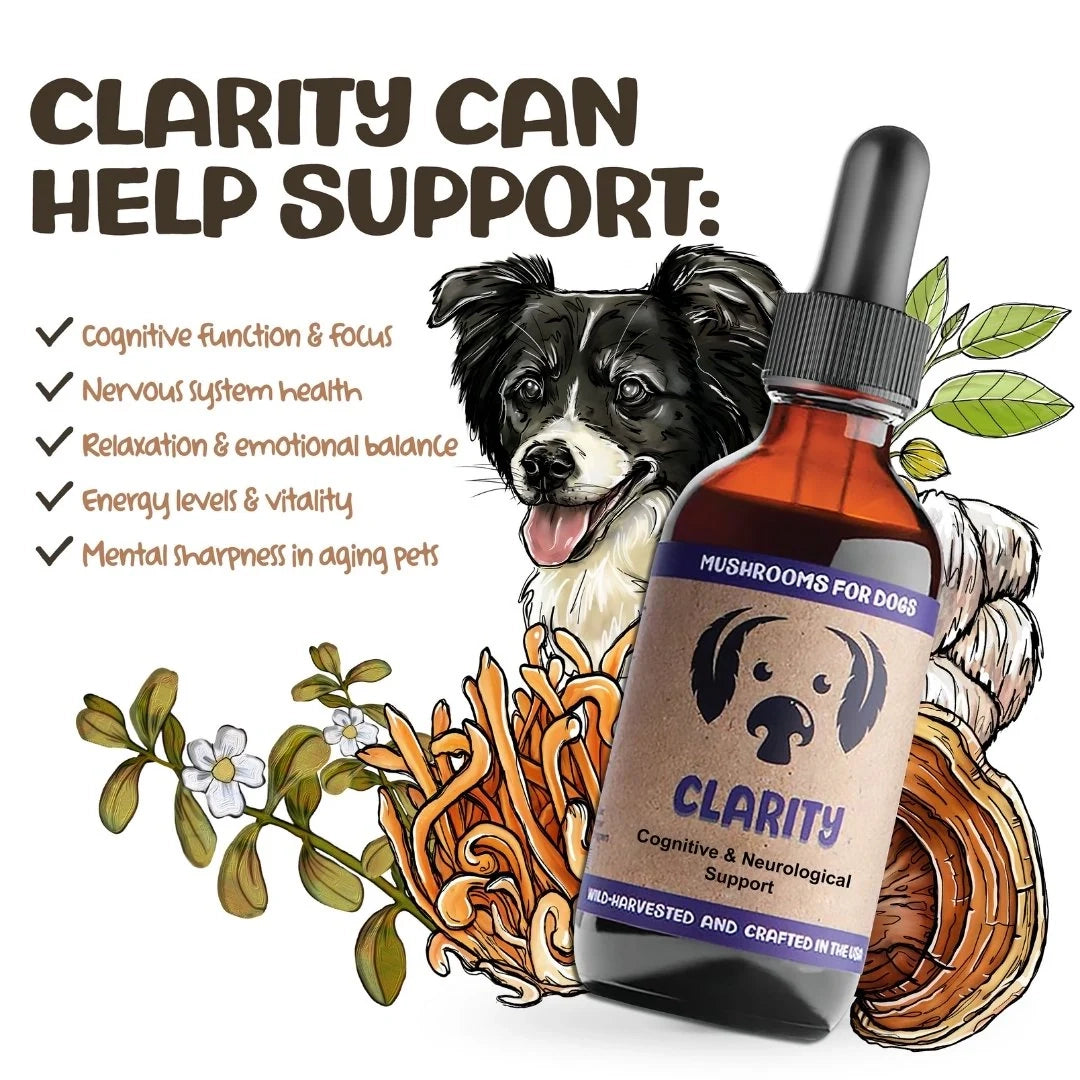 Mycodog Clarity – Mushroom Tincture For Dogs | Cognitive Support