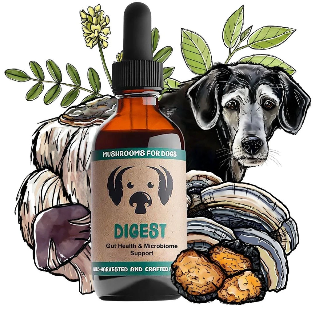 Mycodog Digest – Mushroom Tincture For Dogs | Digestive Support