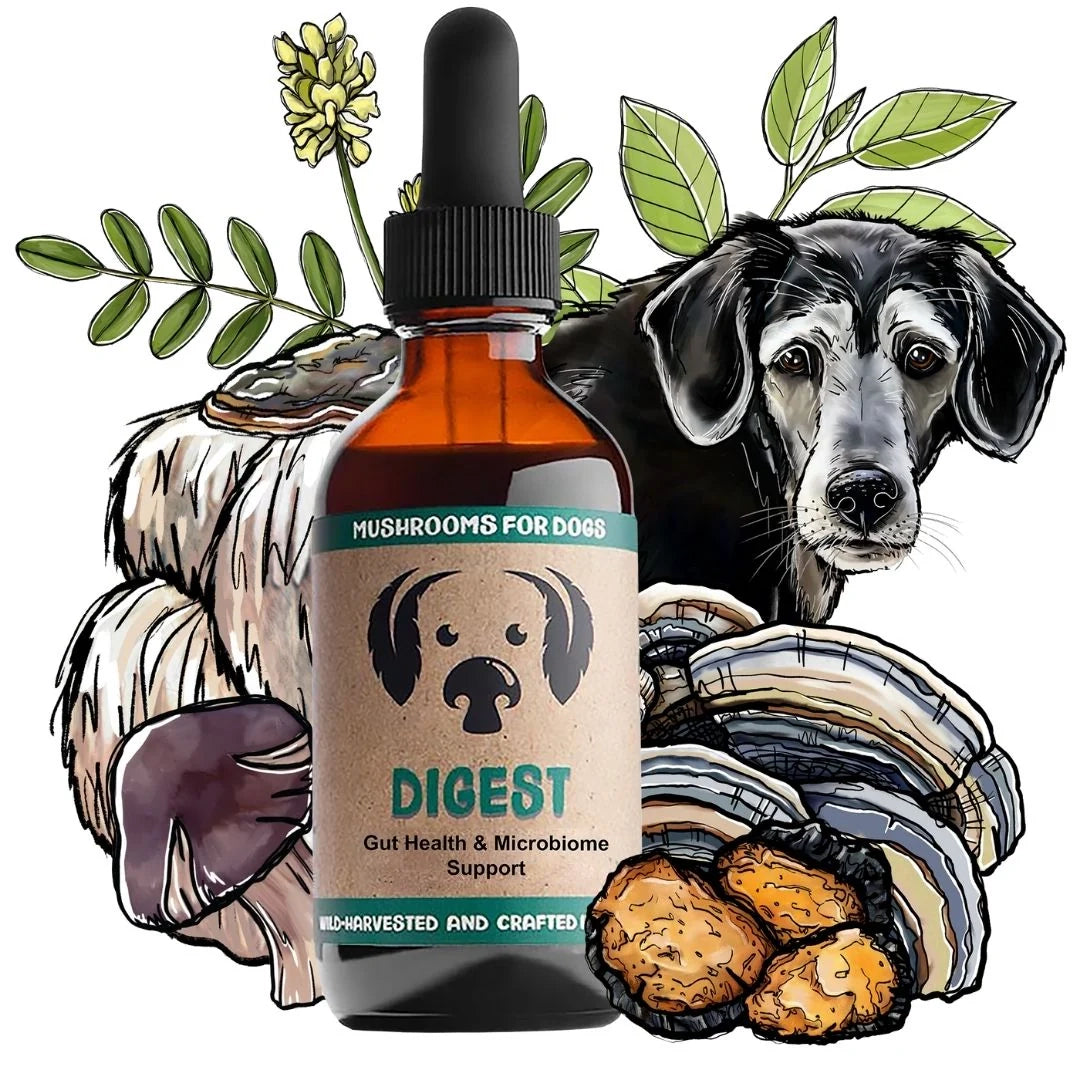 Mycodog Digest – Mushroom Tincture For Dogs | Digestive Support