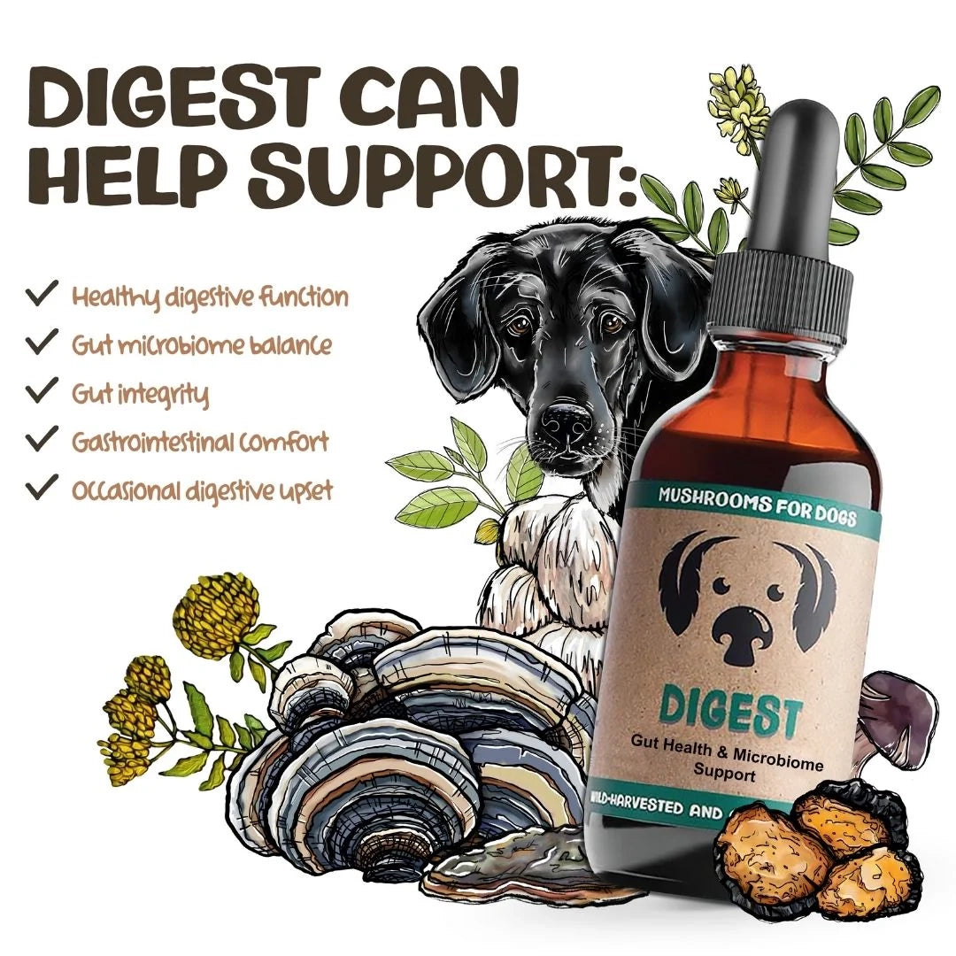Mycodog Digest – Mushroom Tincture For Dogs | Digestive Support