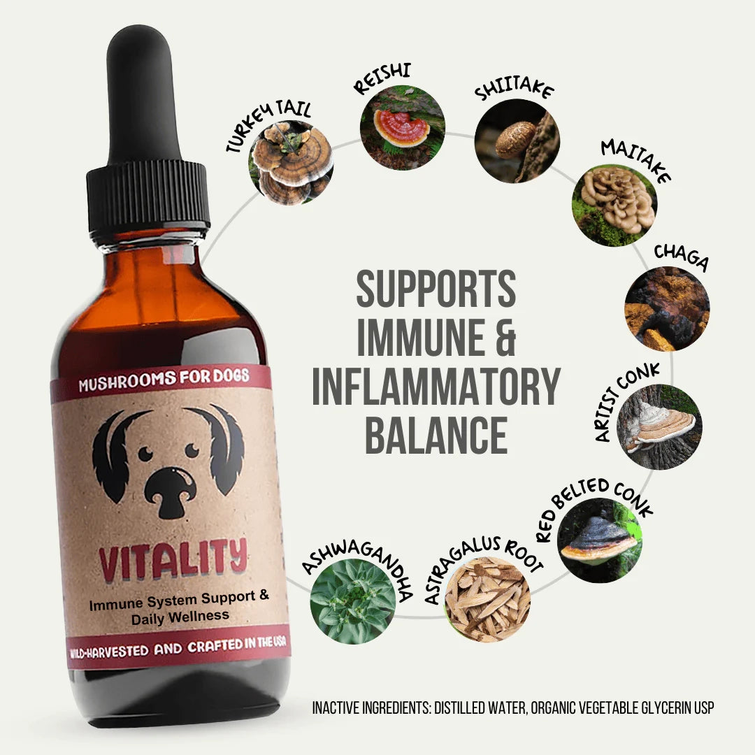Mycodog Vitality – Mushroom Tincture For Dogs | Immune Support