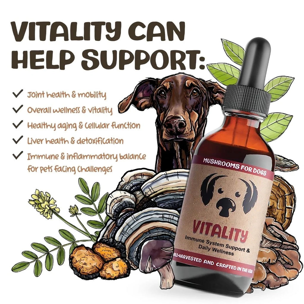 Mycodog Vitality – Mushroom Tincture For Dogs | Immune Support